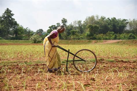 From India To Lagos Can Superfood Millet Make Climate Comeback