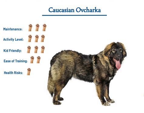 What Health Problems Do Caucasian Ovcharka Have