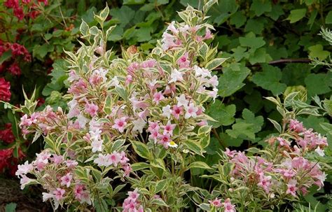 Weigela Nana - JungleKey.fr Image