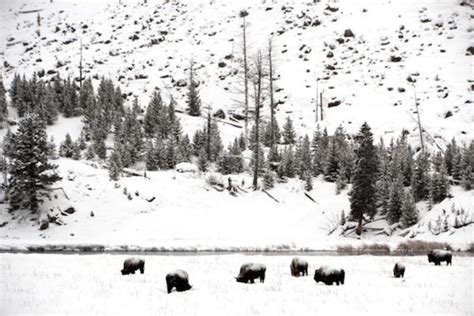 Yellowstone Bison Slaughter Over, Controversy Remains - ICT News