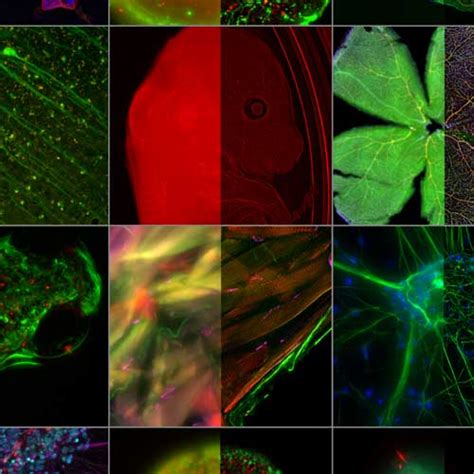 Guide to Live Cell Imaging - Microscopy Focus