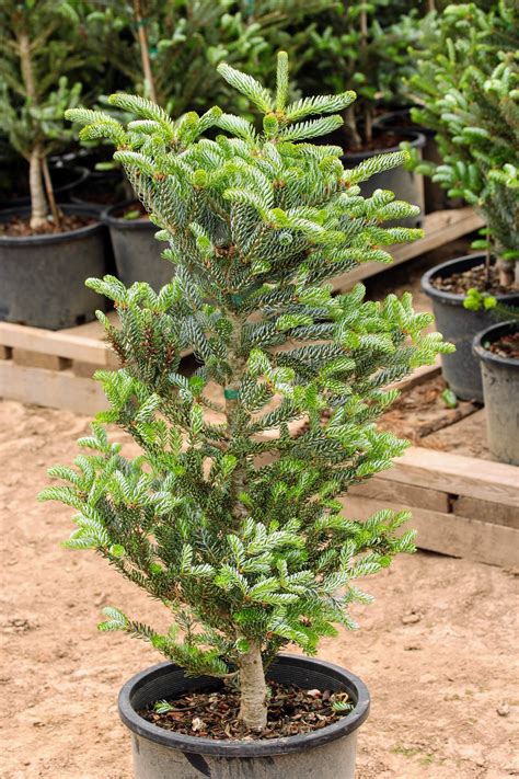 Buy Horstmanns Silberlocke Korean Fir Conifer Kingdom