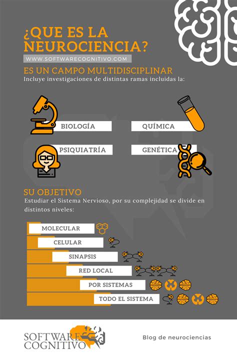 Te Explicamos De Forma Breve Y Sencilla Lo Que Es La Neurociencia