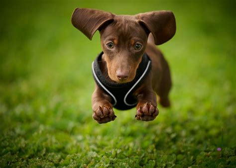 208 Weiner Dog Races At Sam Houston Race Park Greater Houston Moms
