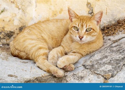 A Cute Orange Cat Sitting By The Steps Of Kali Strata On Symi Greece