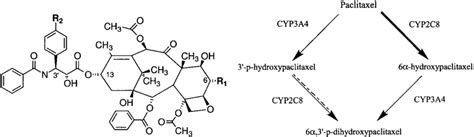 Chemical Structure Of Paclitaxel And Its Metabolites Left And The