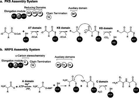 Modular Biosynthetic Pathway Systems A Polyketide Synthase Pks