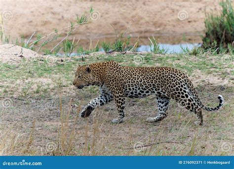 Leopard Male In Sabi Sands Game Reserve Stock Image Image Of Africa