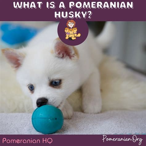 Everything You Need To Know About The Pomeranian Husky Dog