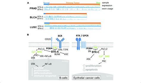 A Relative Expression Of Brutons Tyrosine Kinase Btk A And Btk C