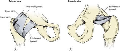 The Hip And Thigh Musculoskeletal Key