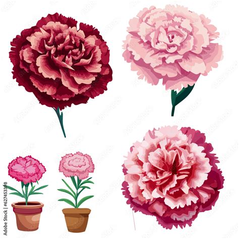 Carnation Flower Setcarnation Colorful Vector Illustrations Outline