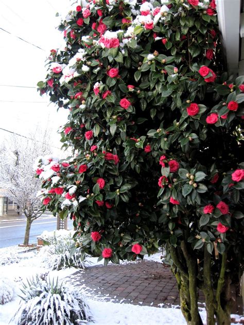 Winter-Blooming Camellias - Spring's Promise by Monrovia | Winter ...