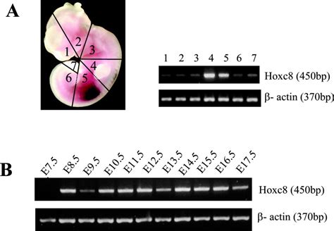 Dynamic Expression Pattern Of Hoxc8 During Mouse Early Embryogenesis