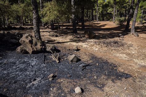 El De La Superficie Afectada Por El Incendio De Tejeda Registra Una