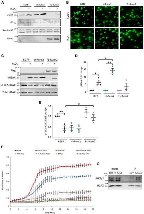 Runx Runt Related Transcription Factor Represses Phosphorylation