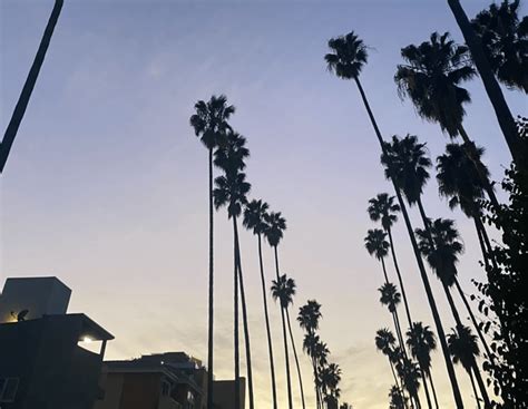 Hollywood Palms Jay Omayan