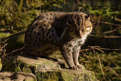 Cat Astrophe No More Novel Implants To Protect Australias Wildlife