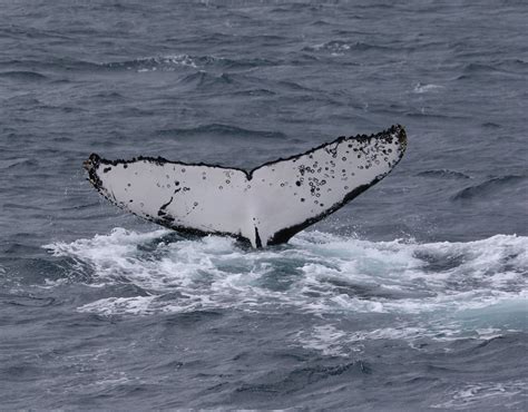 Whale Tail Identification — Island Whale Festival Phillip Island