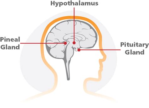 Hypothalamus And Pituitary