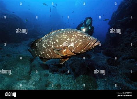 Diver Looking At Swims Very Close To Very Large Specimen Of Dusky