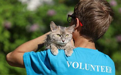 How To Volunteer At An Animal Shelter Home Living Blog