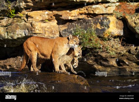 Captive Mountain Lion Mother And Two Cubs Cougar Felis Concolor