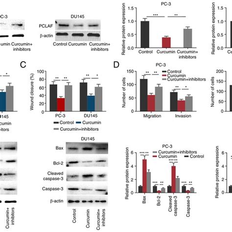 Curcumin Inhibits The Malignant Phenotypes Of Pca Cells Via Mir A P