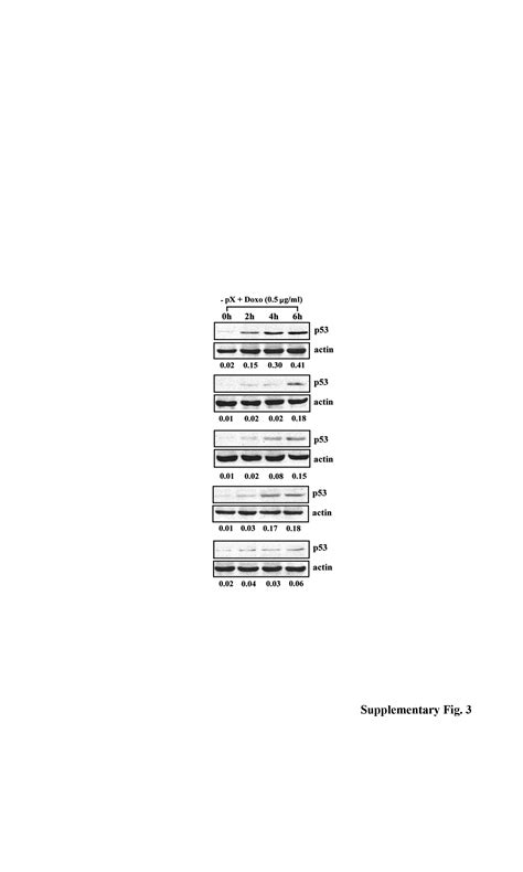 Proteins Znf And Suz Are Down Regulated In Hepatitis B Virus Hbv