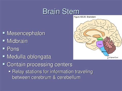 Nervous System Chapter Ppt Download