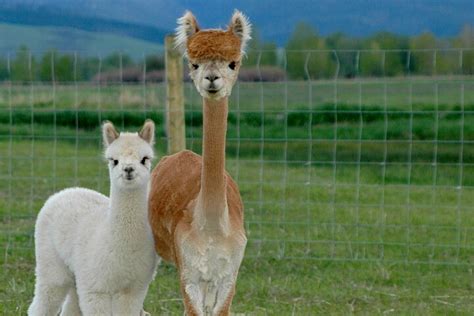 Alpaca And Llama Farm Tour Bozeman Mt