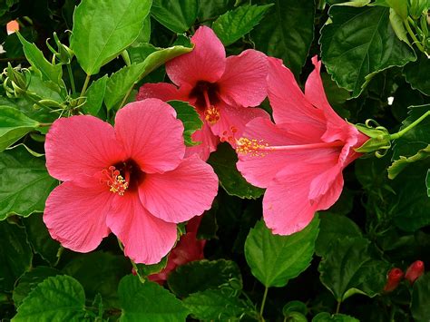 20 Gambar Pohon Bunga Sepatu Gambar Keren