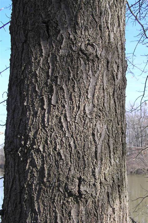 Buy Pin Oak Tree (Quercus palustris) | FREE SHIPPING | Wilson Bros ...