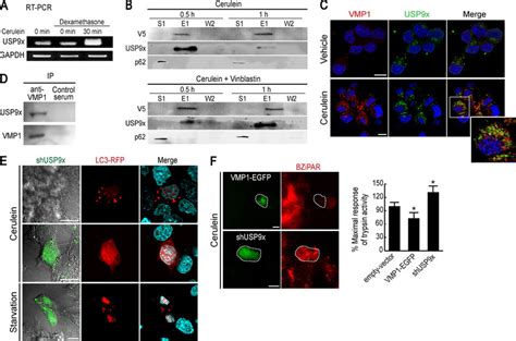 Vmp Interacts With Usp X Ubiquitin Protease Which Is Required For