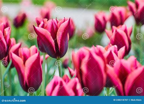 Hermosos Tulipanes Rosados Y Morados En Primavera Imagen De Archivo Imagen De Floral Rosa