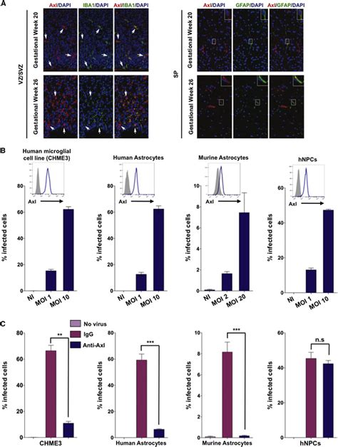 Essential Role Of Axl In Zikv Infection Of Human Glial Cells But Not