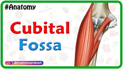 Cubital Fossa Anatomy Animation Boundaries And Contents USMLE