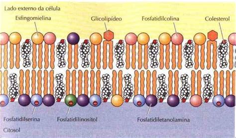 Membrana PlasmÁtica Bicamada Lipidica