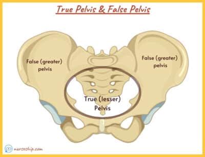 Male Pelvis Vs Female Pelvis Anatomy What Is The Difference NurseShip