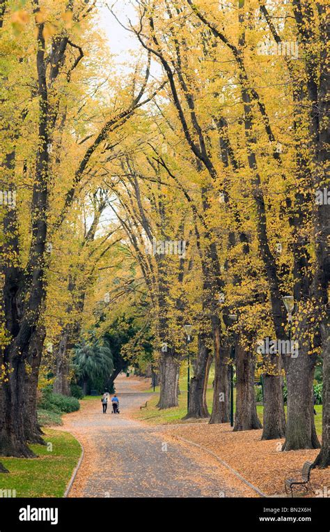 Avenue Of Trees Fitzroy Gardens Melbourne Australia Stock Photo Alamy