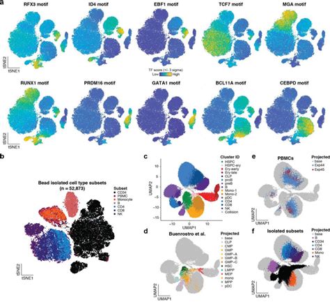 Cell Types Identified In The Human Bone Marrow Dsciatac Seq Data A