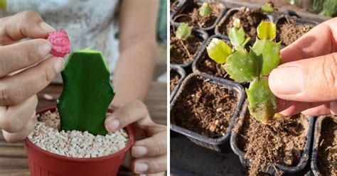 How To Propagate Cactus