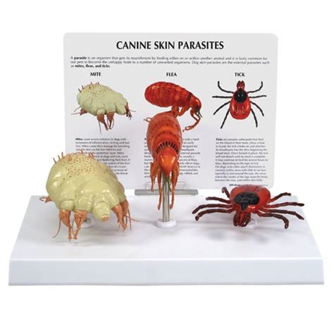 Canine Skin Parasites Anatomical Model - Mite Flea Tick