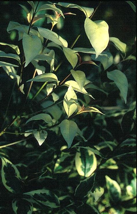 Ligustrum Lucidum Excelsum Superbum