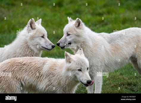 Close Up Of Three Arctic Wolves White Wolves Polar Wolf Canis