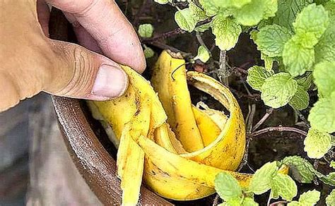 12 натуральных удобрений для комнатных цветов, эффективность которых ...