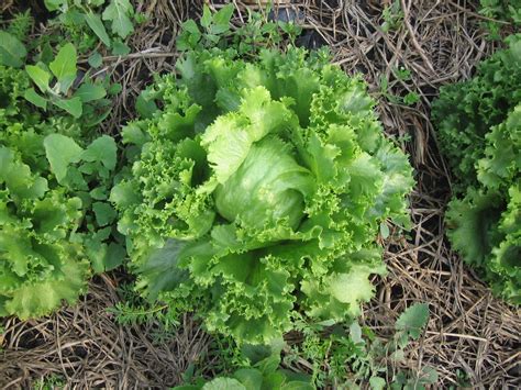 Lechuga Pasos Para Cultivarla Por Hidropon A