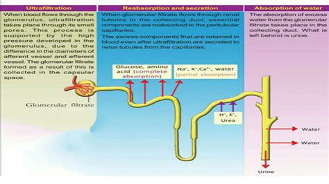 Urine Formation Ppt