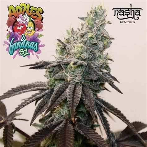 Apple N Banana S Nasha Genetics Seedtopia Cannabis Seeds Shop In