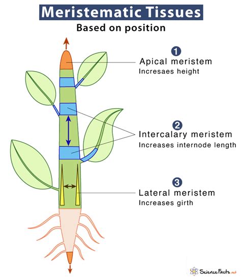 Apical Meristem Grass